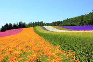 Furano